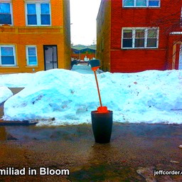 Broomilliad in Bloom