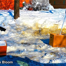 Broomilliads in Bloom